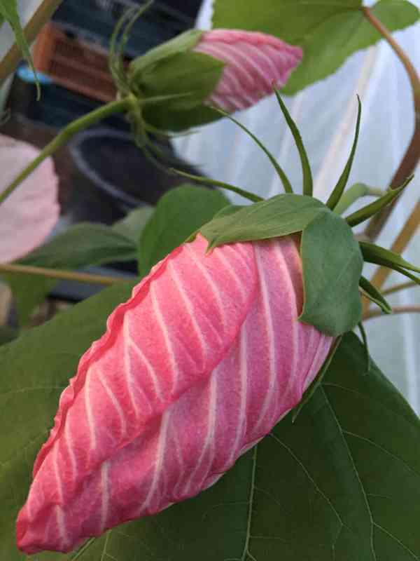 semena - velkokvětý Ibišek hibiscus moscheutos - foto 5