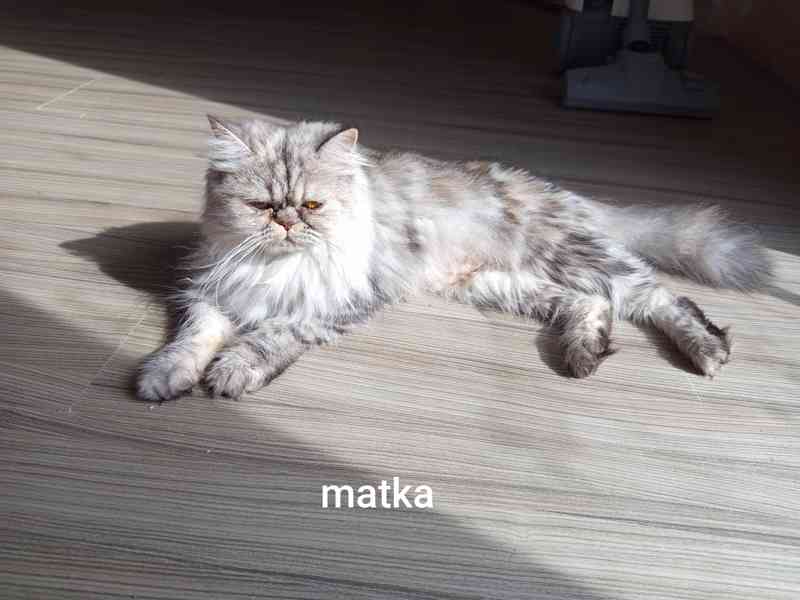 Perská kočka - foto 7