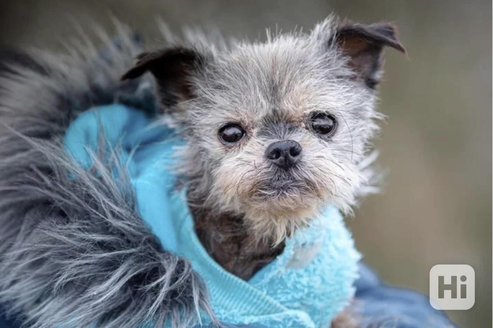 Rainman z útulku Voříškov - foto 1