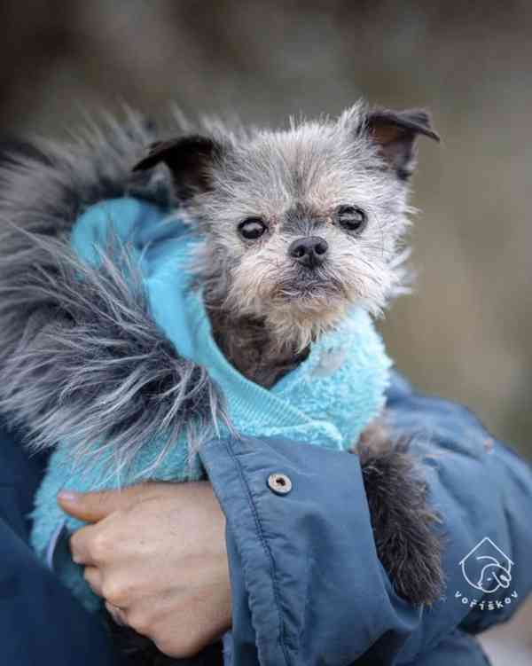 Rainman z útulku Voříškov - foto 2