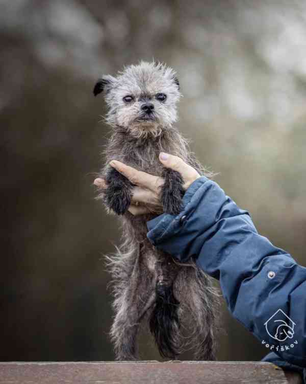 Rainman z útulku Voříškov - foto 3
