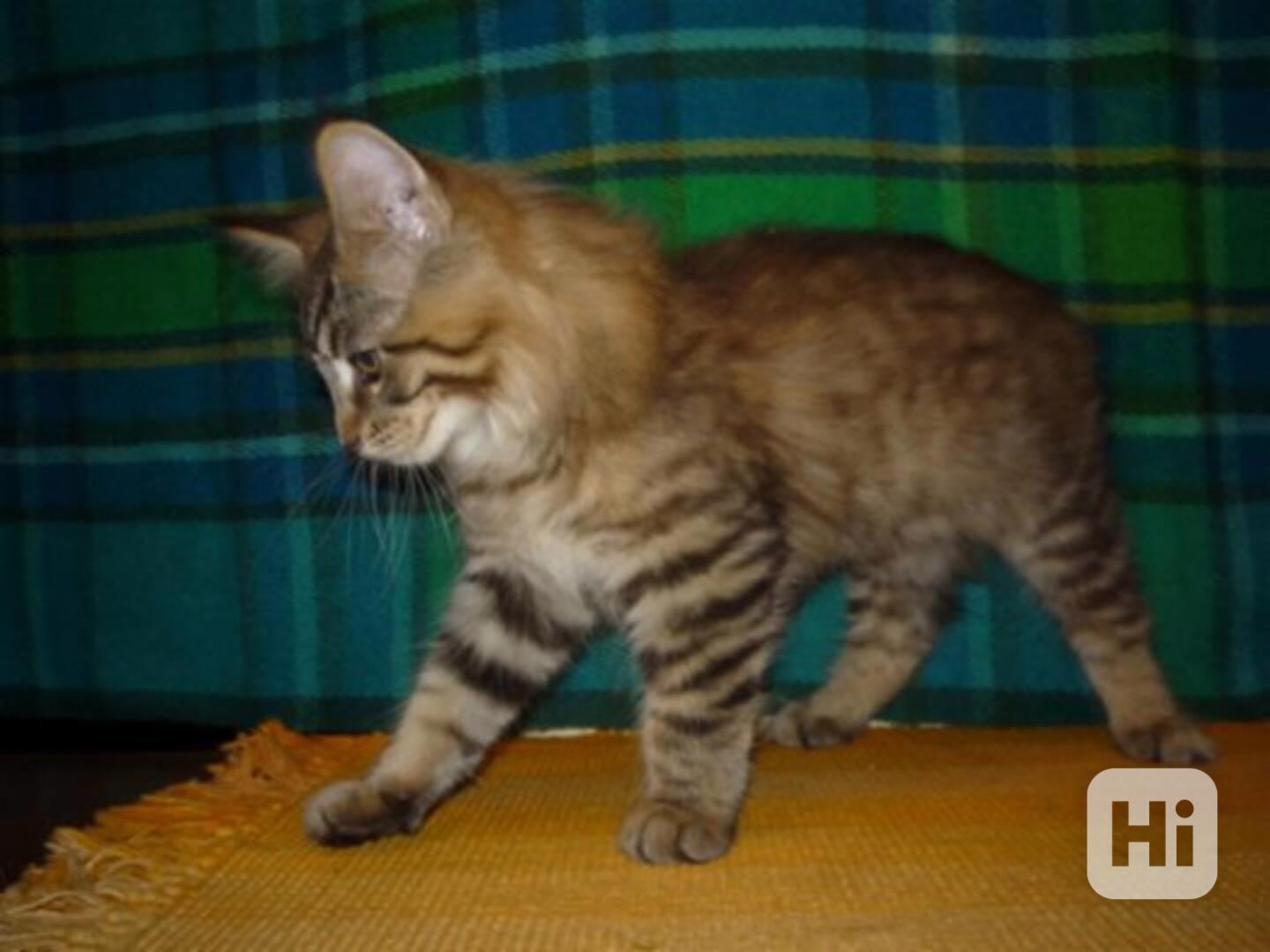 Maine coon koťata dostupná na prodej - foto 1