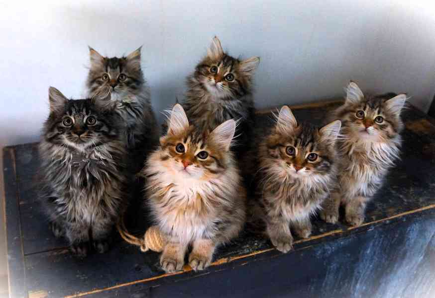 Kurilský bobtail koťata  s PP - foto 14