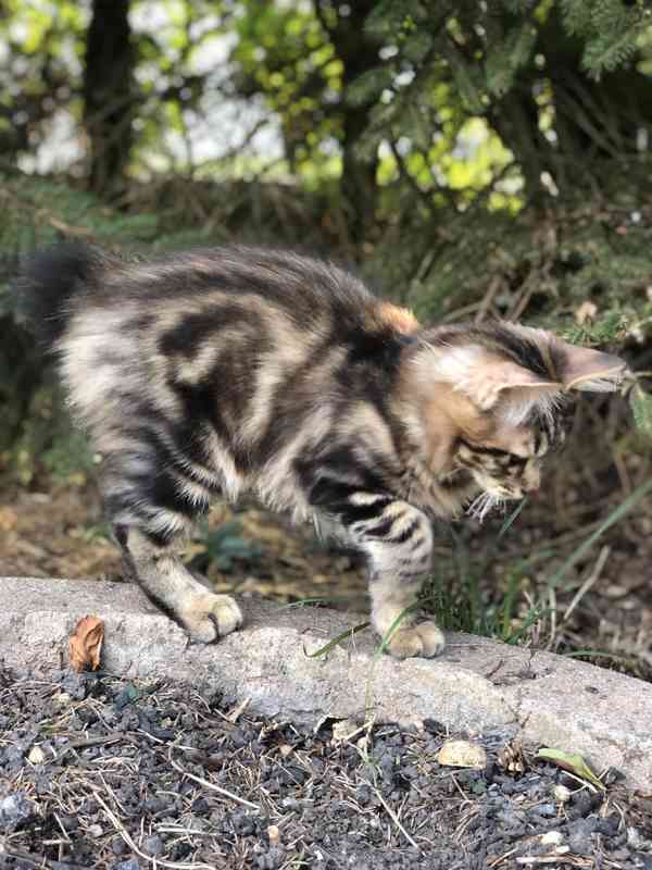 Kurilský bobtail koťata  s PP - foto 3