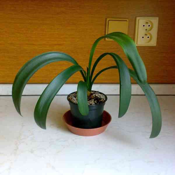 Klívie - Řemenatka - Clivia miniata - rostlina - foto 1