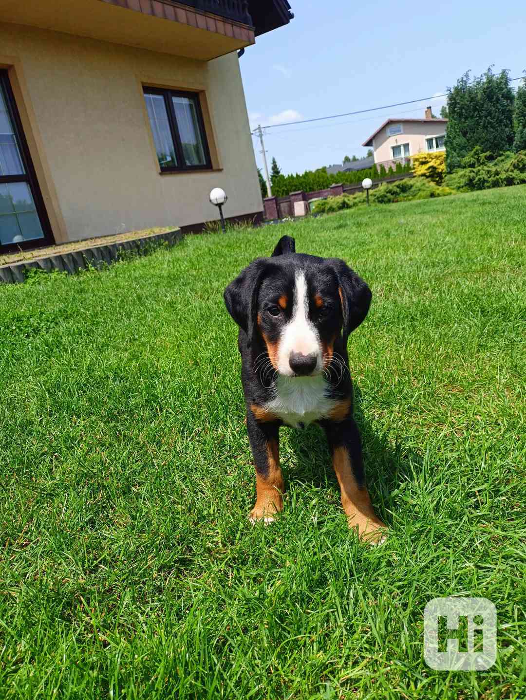 Appenzellský štěňata pejsky - foto 1