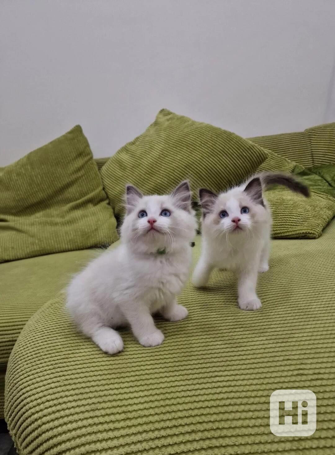 Okouzlující koťátka plemene Ragdoll potřebují nový domov - foto 1