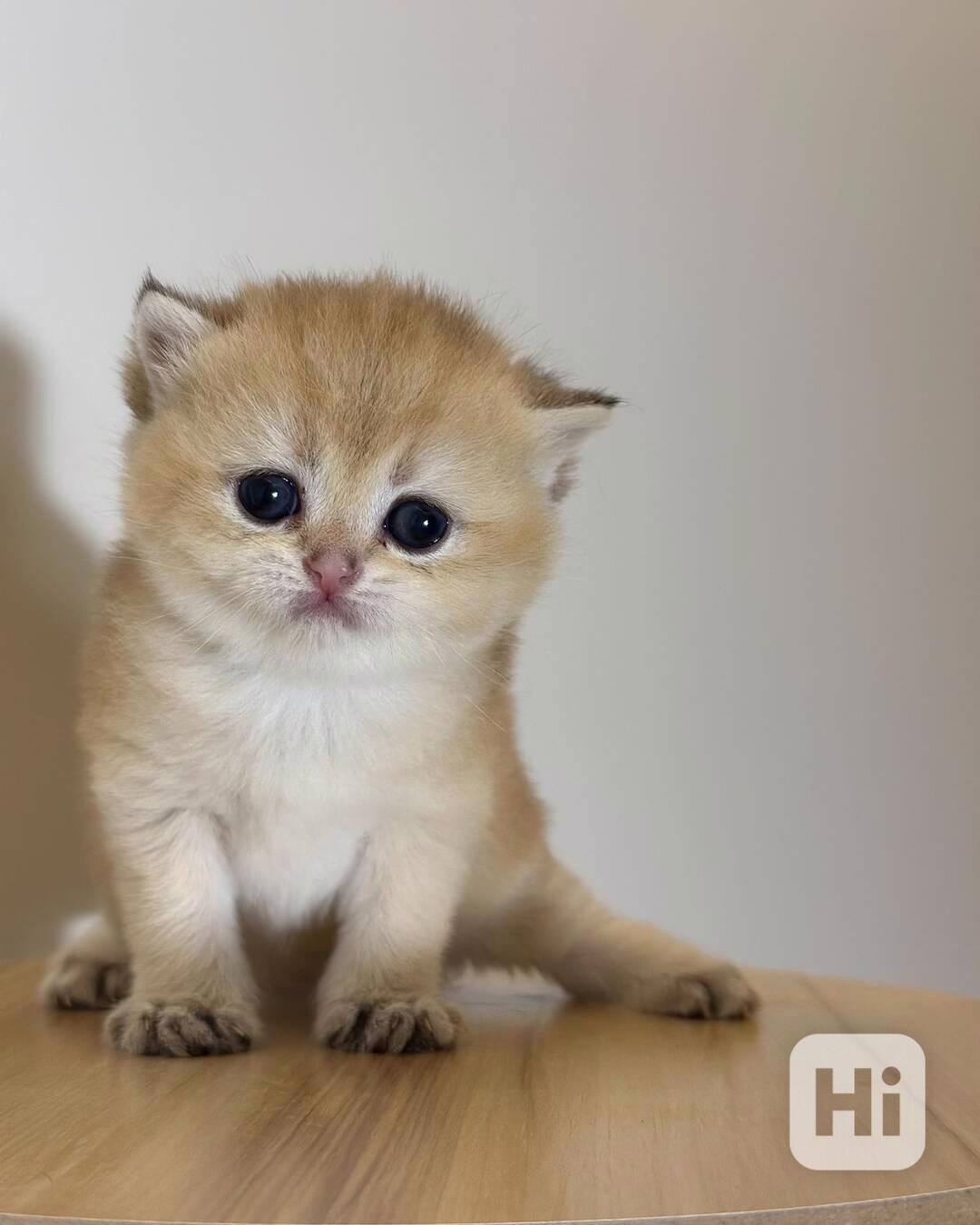 Děsivý Koťátka a samice skotského foldu k adopci zdarma  - foto 1