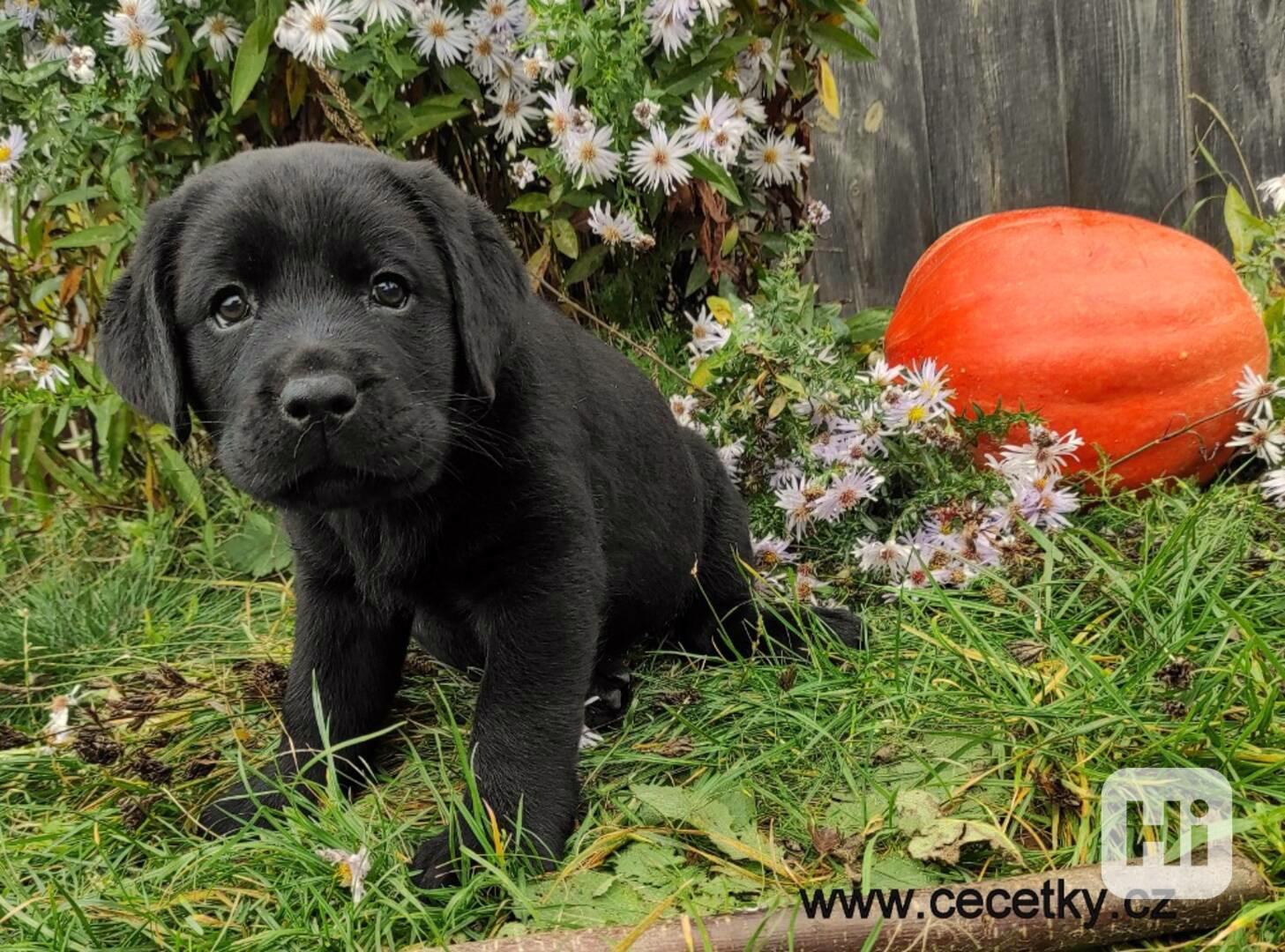 LABRADOR RETRIEVER PP - foto 1