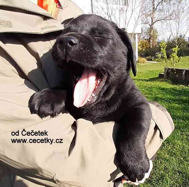 LABRADOR RETRIEVER PP - foto 7