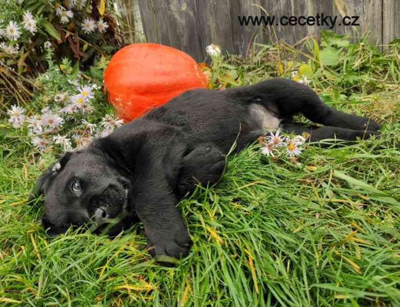 LABRADOR RETRIEVER PP - foto 6