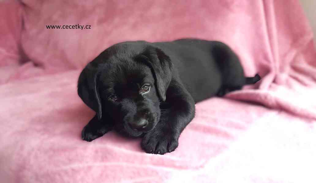 LABRADOR RETRIEVER PP - foto 2