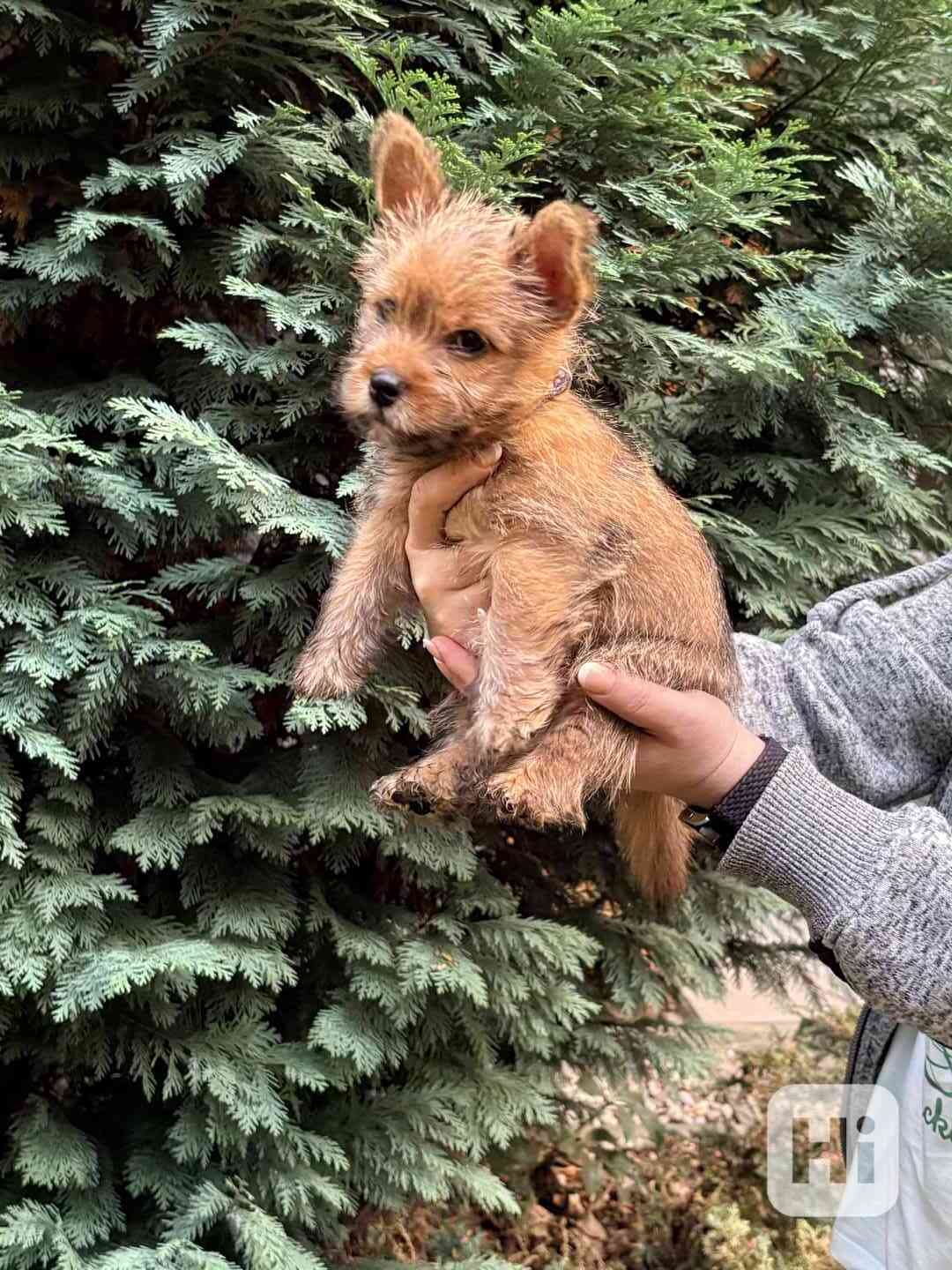 Norvičský teriér (Norwich terrier) - foto 1