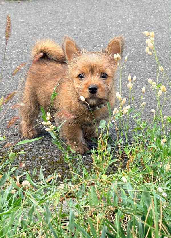 Norvičský teriér (Norwich terrier) - foto 6