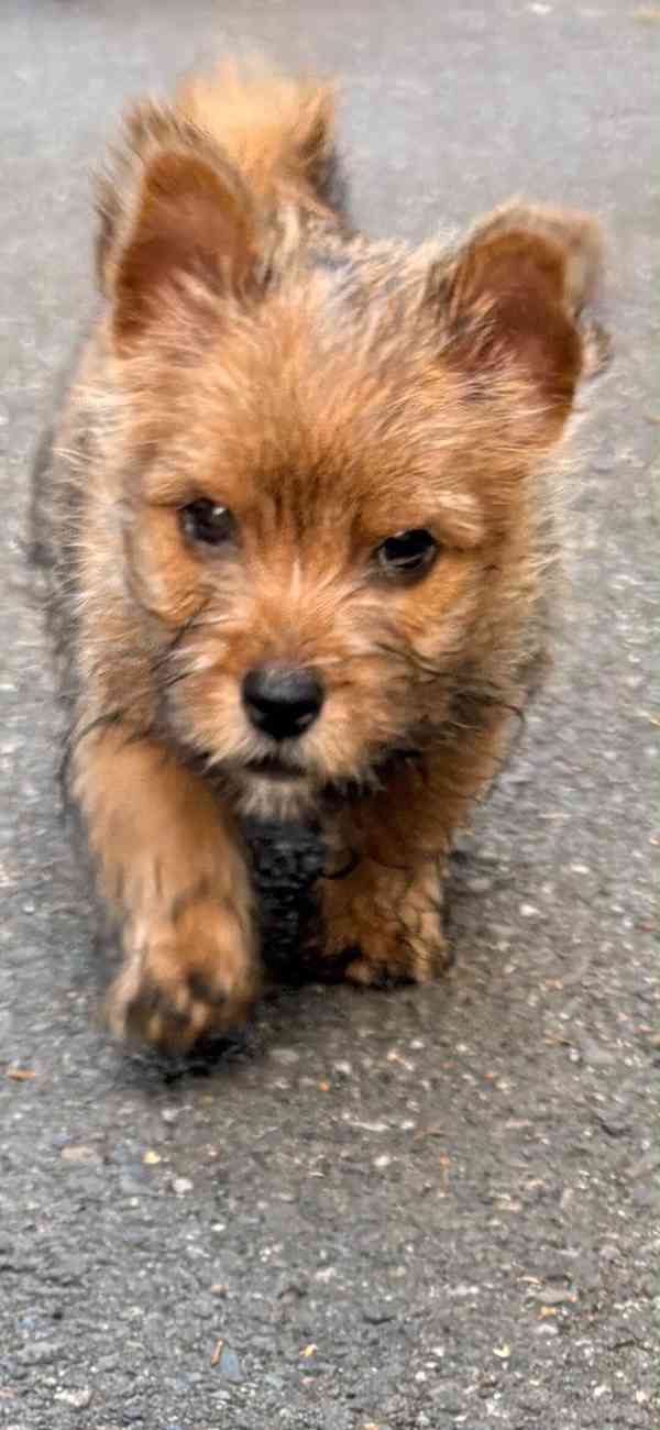 Norvičský teriér (Norwich terrier) - foto 5