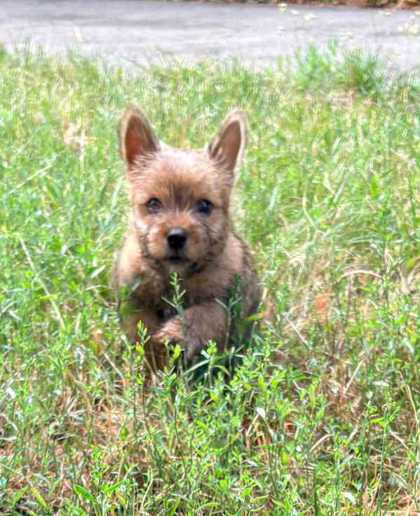 Norvičský teriér (Norwich terrier) - foto 4