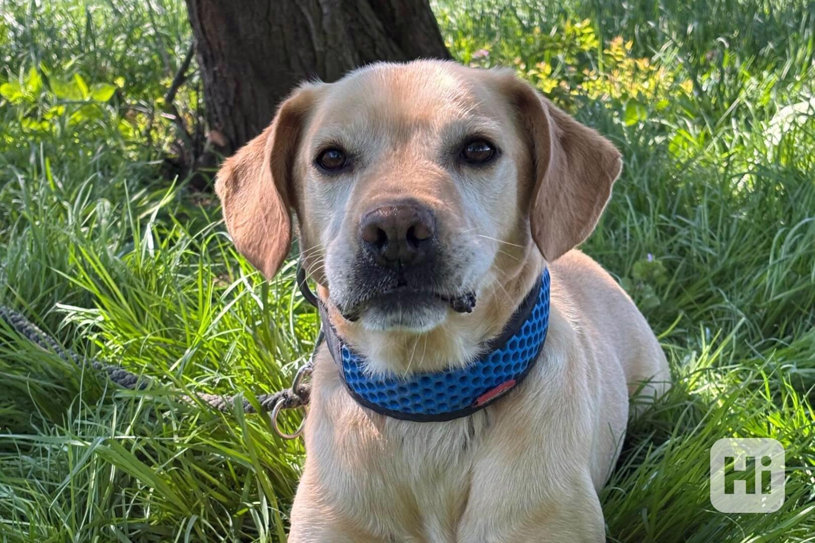 Rami ❤ hravý labrador ❤ - foto 1
