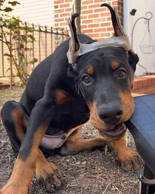 Adoptujte si ho, prosím - foto 3