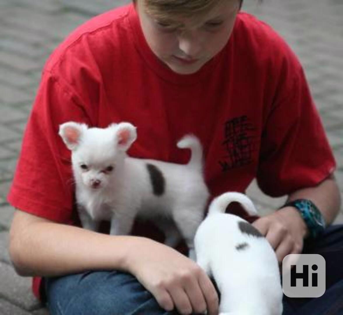 štěňata čivavy k adopci,, - foto 1