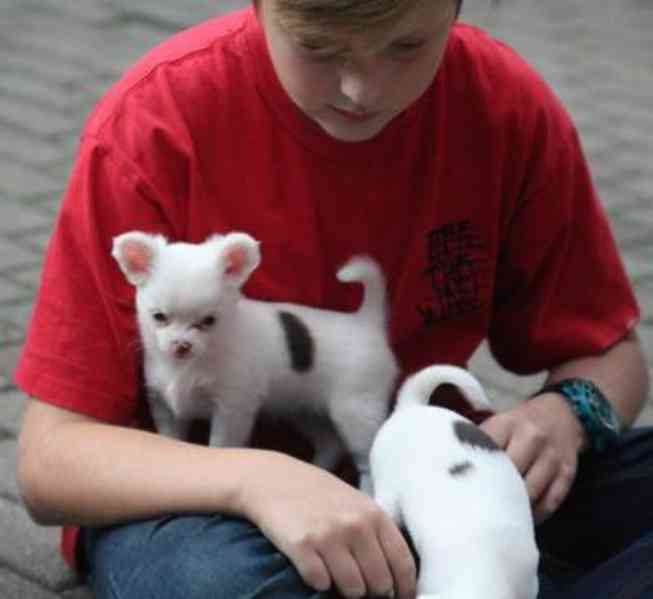 štěňata čivavy k adopci,,