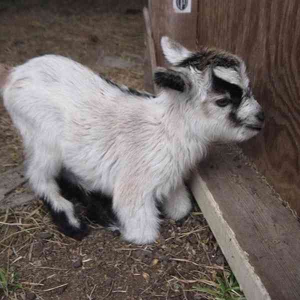 Prodám roztomilé kozy - foto 1