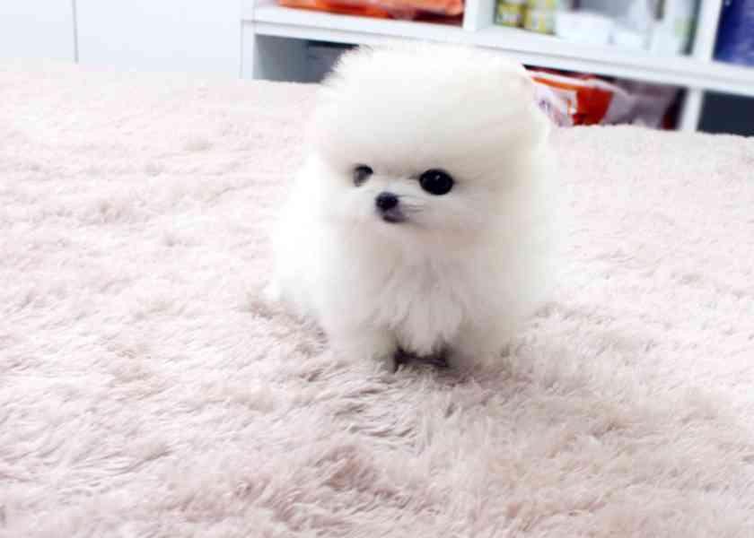 Pomeranian Mini