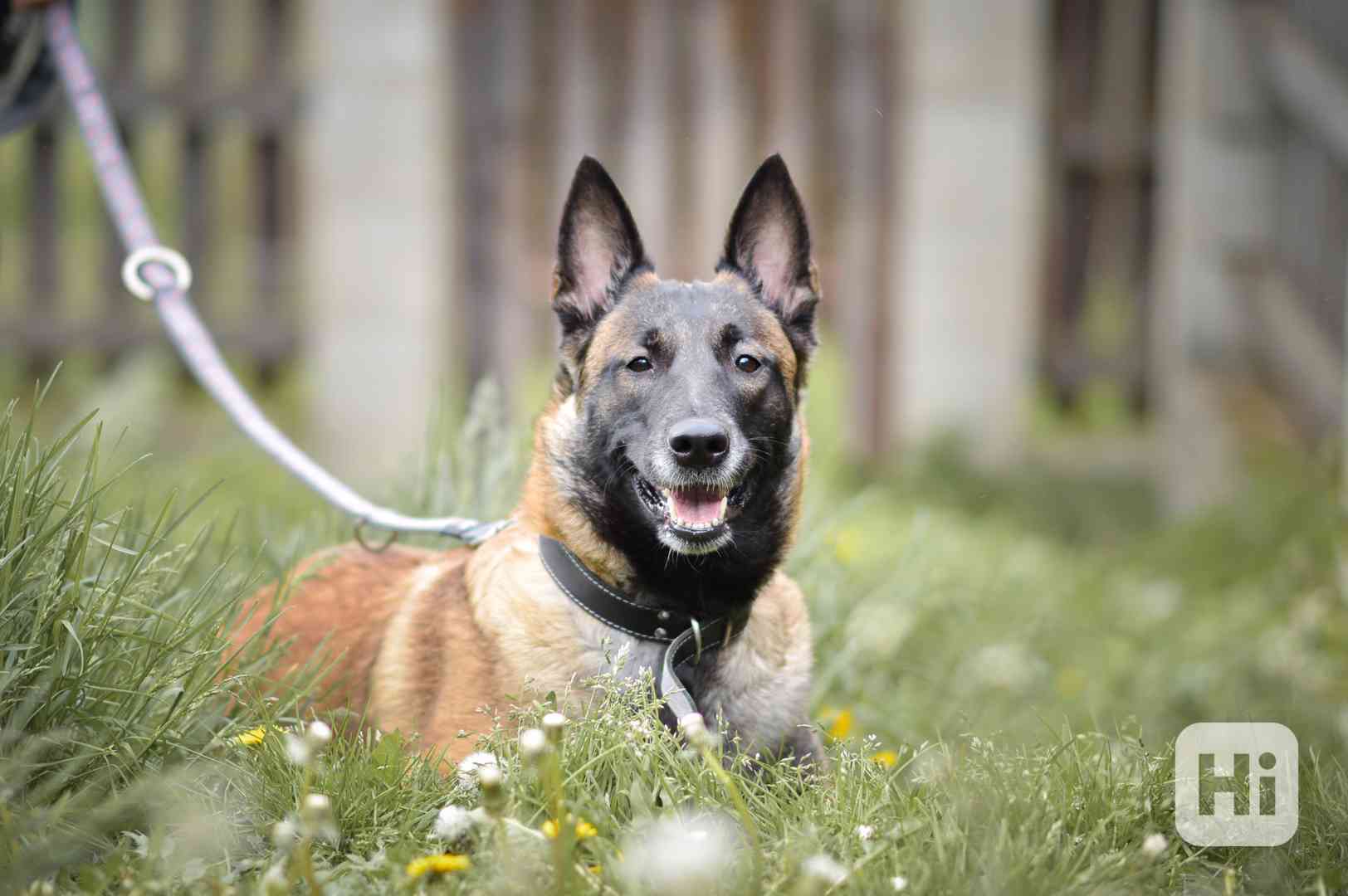 Magie - x Belgický ovčák malinois, aktivní fenka, 3 roky - foto 1