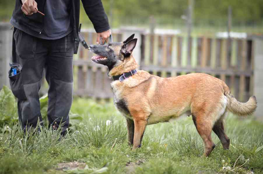Magie - x Belgický ovčák malinois, aktivní fenka, 3 roky - foto 2