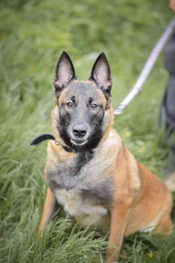 Magie - x Belgický ovčák malinois, aktivní fenka, 3 roky - foto 3