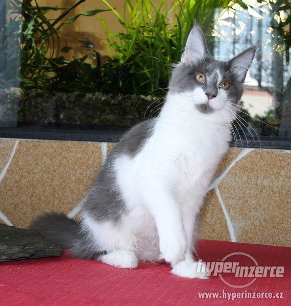Mainská mývalí koťátka s PP - kočička Heidi - k odběru - foto 1