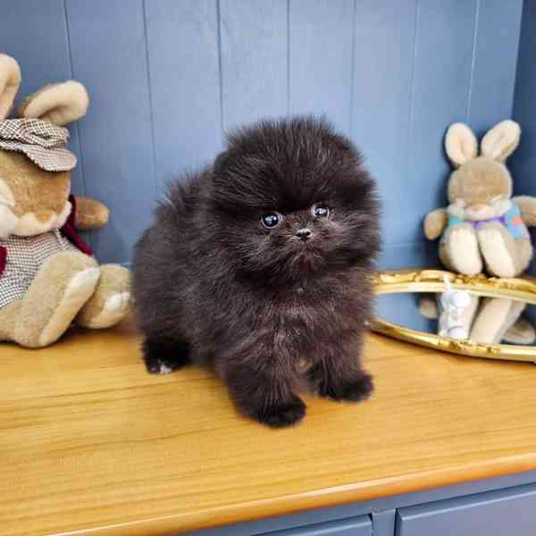 Pomeranian  - foto 3