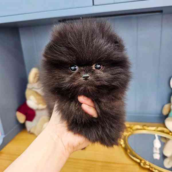 Pomeranian  - foto 1