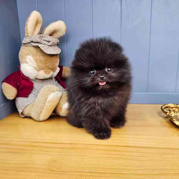 Pomeranian  - foto 2