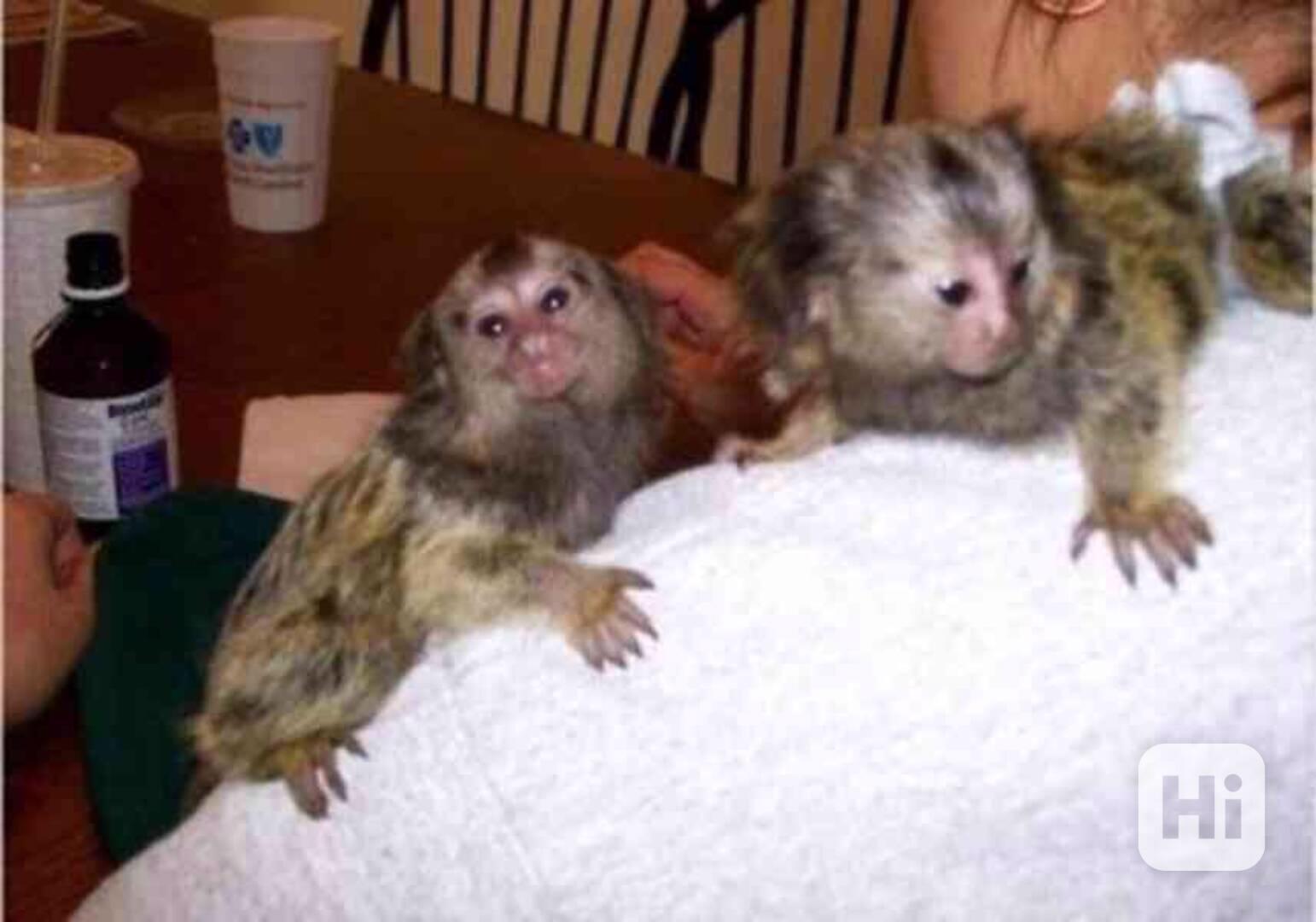 dobře vycvičené kapucínské opice k adopci - foto 1