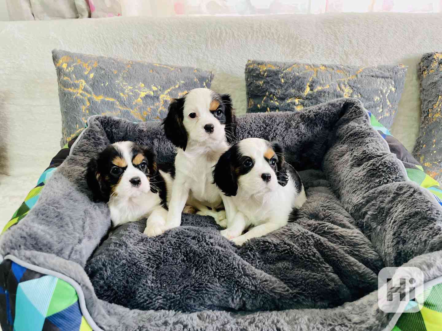 Kavalír King Charles Španěl  - foto 1