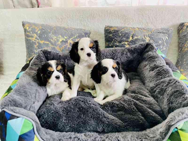 Kavalír King Charles Španěl  - foto 1