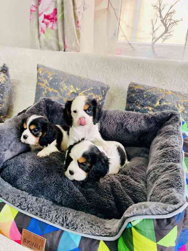 Kavalír King Charles Španěl  - foto 2