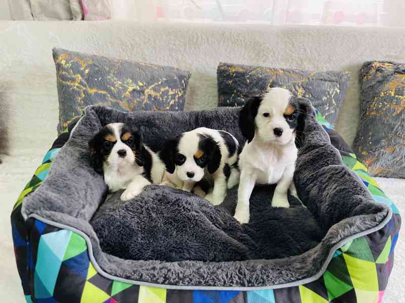 Kavalír King Charles Španěl  - foto 3