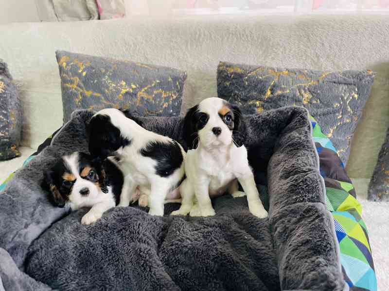 Kavalír King Charles Španěl  - foto 4