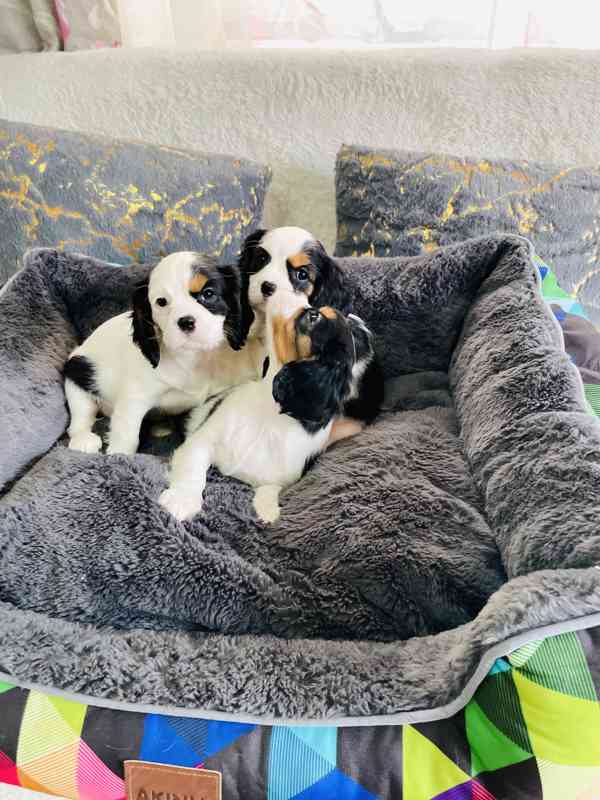 Kavalír King Charles Španěl  - foto 7