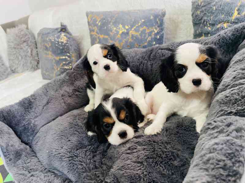 Kavalír King Charles Španěl  - foto 8