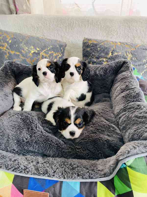 Kavalír King Charles Španěl  - foto 6