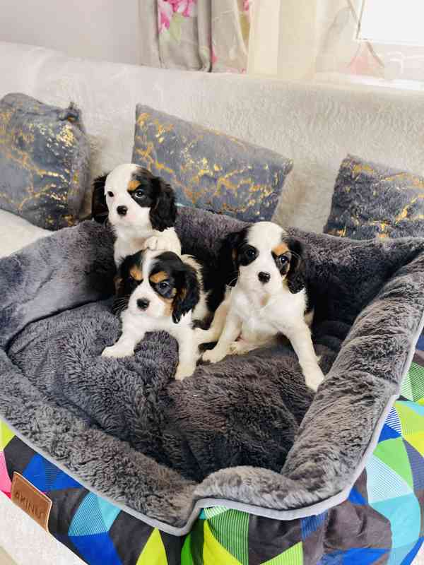 Kavalír King Charles Španěl  - foto 5