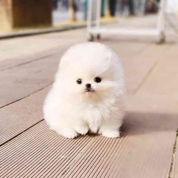 Super špicl pomeranian štěňata - foto 1