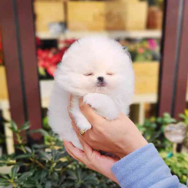 Super špicl pomeranian štěňata - foto 2