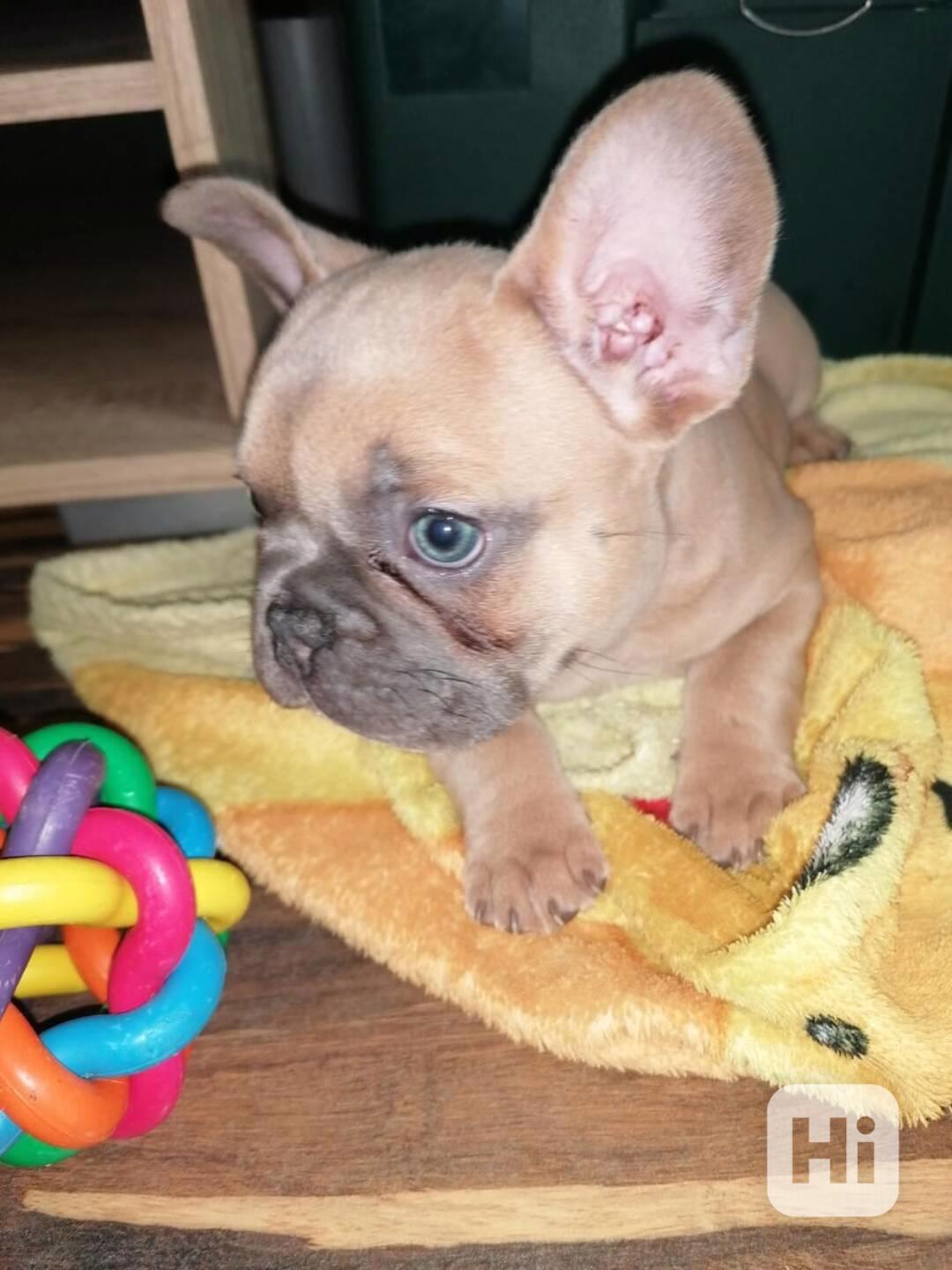 K dispozici rozkošná, malá štěňátka francouzského buldočka ( - foto 1