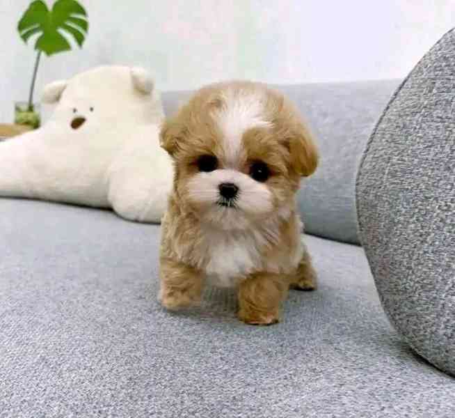 Dárek zdarma krásná štěňátka pudl k adopci zdarma  - foto 2