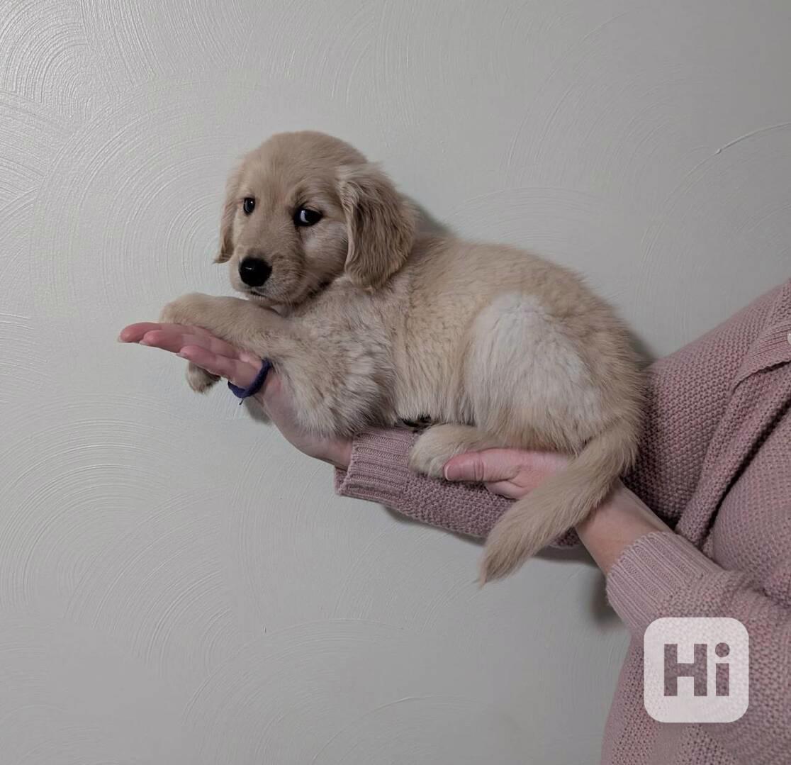 Cachorros Golden Retriever para adoção - foto 1