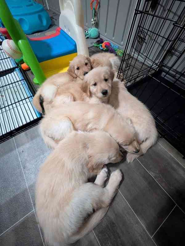 Cachorros Golden Retriever para adoção - foto 10