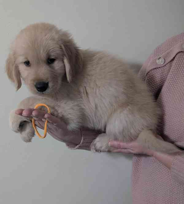 Cachorros Golden Retriever para adoção - foto 6